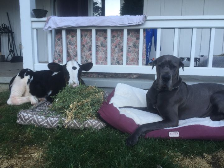 This is the cow and dog from the previous backround, they were actully raised together