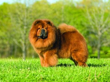 Cute dog that is fluffy